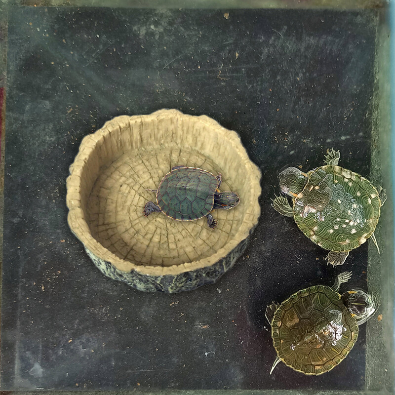 1 db kisállat etető tál teknős itató hüllő etető adagoló tereprendezés dekoráció gyík vízetető ÚJ