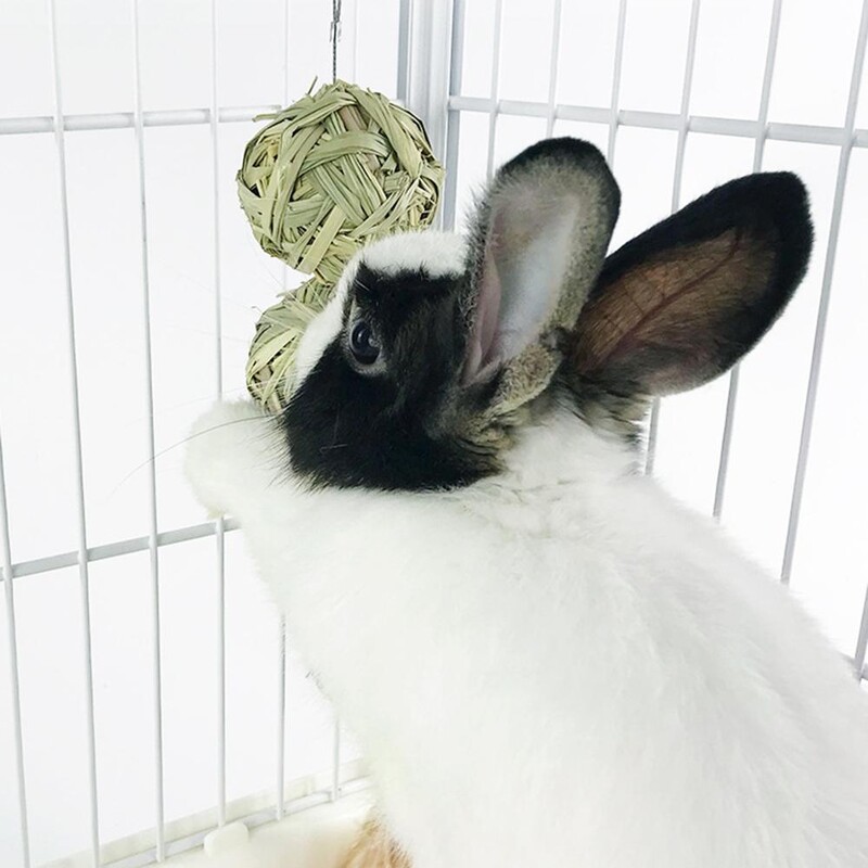 Male životinje Igračke za žvakanje Viseće loptice za žvakanje za zeca Zec Činčila Zamorac Činčila Zeko