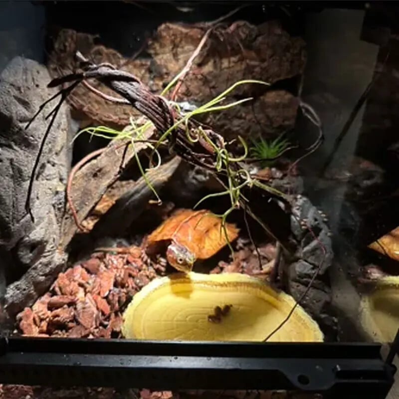 Bol pentru hrana pentru animale de companie târât, tavă pentru hrana pentru animale de companie țestoasă, material din rășină, potrivit pentru toate tipurile de animale de companie care se târăsc