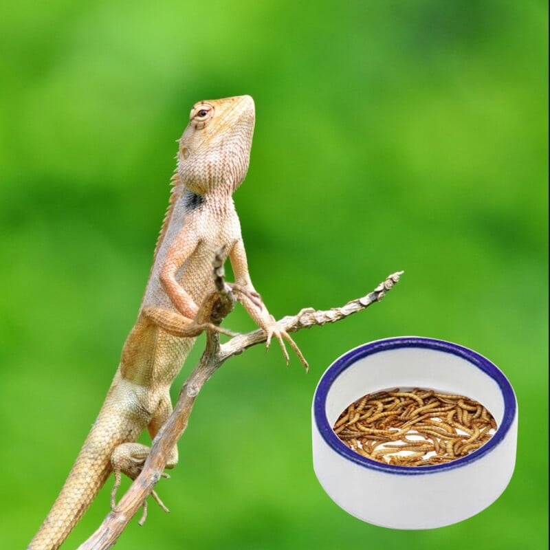 Misky pre plazy, terárium, kŕmna miska pre červy, miska pre plazy, kŕmidlo pre múčne červy, keramická miska pre žabu, gekona, hada, pavúky, potkany.