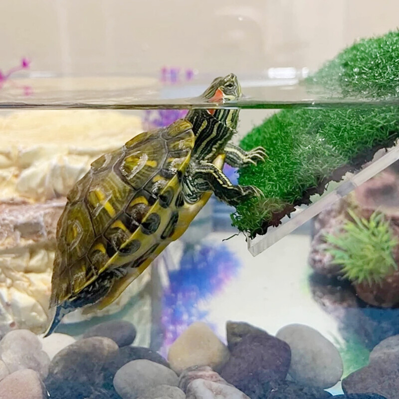 Vėžlių kepimo platforma su imituojančia velėna vėžlių poilsio terasa su modeliavimo puodeliu Vėžlių plaukiojantis dokas pagerina kūno rengybą