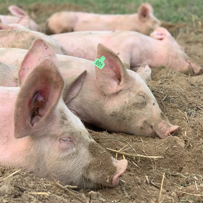 100 kom Veterinarske životinjske ušne markice Potrepštine Broj naljepnica Identifikacija Bakrena stoka