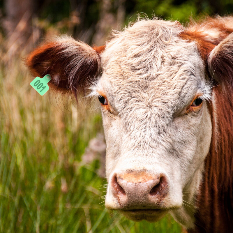 100 kom Veterinarske životinjske ušne markice Potrepštine Broj naljepnica Identifikacija Bakrena stoka
