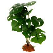 Ζωντανά φυτά ερπετών για διακόσμηση Terrarium Δημιουργήστε ένα φυσικό βιότοπο με ανθεκτικά φυτά ερπετών