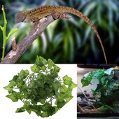 Ρητίνη φυτά Terrarium Plant for Tank Decor Naural Appearance