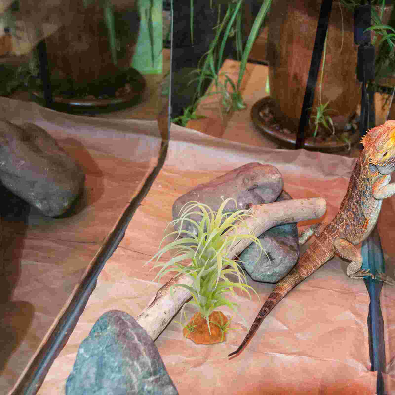 Zivju tvertņu dekorēšana Akvārija ainavu veidošana Augu ainava Ornaments Terārija augi Mākslīgie dzīvnieki