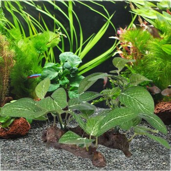 Creative Silk Faux Green Realistic for Fish Tank Decor Στολίδι βάζο χελώνας τεχνητά φυτά Φυτά ενυδρείου Ficus Tree