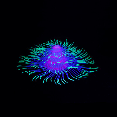 Silikono žėrinčios dirbtinės šakos koralų akvatorijos dekoracijos, šviečiančios tamsoje netikrų koralų papuošalų akvariumo povandeninis dekoras