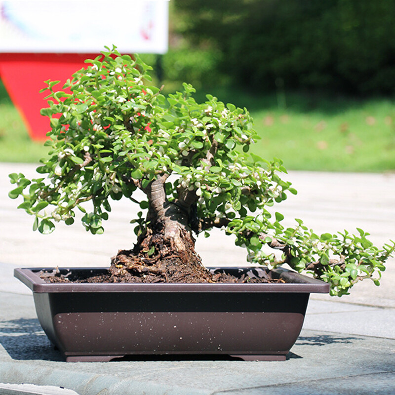 Kvetináče Imitácia fialovej hlinenej sukulentnej rastliny Kvetináče Vonkajšia záhrada Krajina Bonsai Kvetináče Tácky Obdĺžnikový Štvorcový Kvetináč