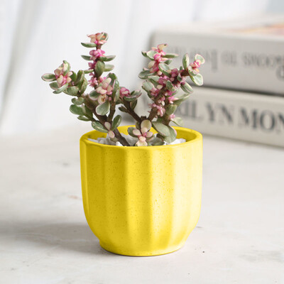 Keraminis gėlių vazonas, sultingas augalų vazonas kaktusas bonsai sodinimo vazonas Laivai Biuro darbastalio apdaila Balkonas Hidroponinis konteineris