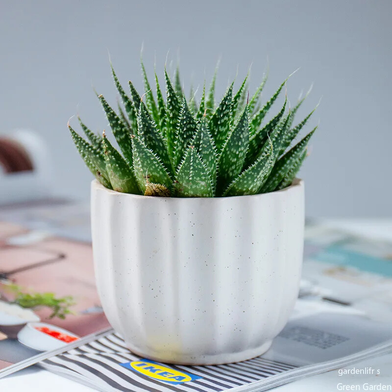 Keraminis gėlių vazonas, sultingas augalų vazonas kaktusas bonsai sodinimo vazonas Laivai Biuro darbastalio apdaila Balkonas Hidroponinis konteineris