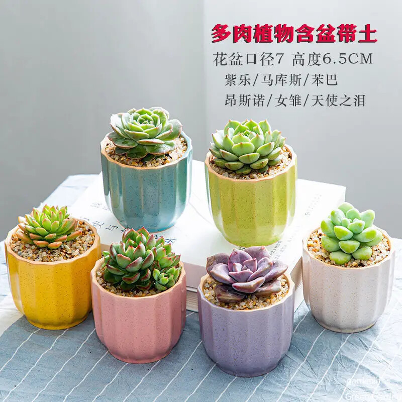 Keraminis gėlių vazonas, sultingas augalų vazonas kaktusas bonsai sodinimo vazonas Laivai Biuro darbastalio apdaila Balkonas Hidroponinis konteineris