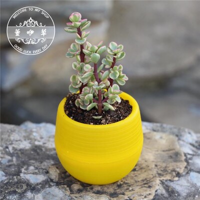 Színes mini cserepes cserep irodai dekorációhoz Virágtartó cserepek beltéri kertben zamatos kis ültetőgép irodai dekorációhoz