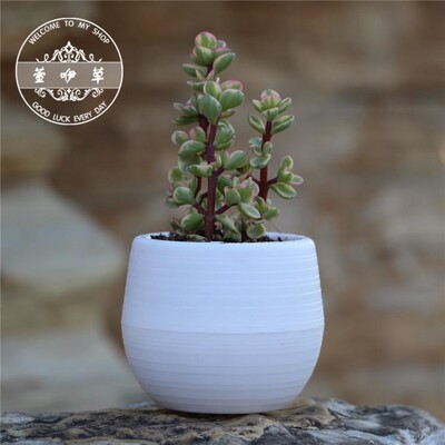 Színes mini cserepes cserep irodai dekorációhoz Virágtartó cserepek beltéri kertben zamatos kis ültetőgép irodai dekorációhoz