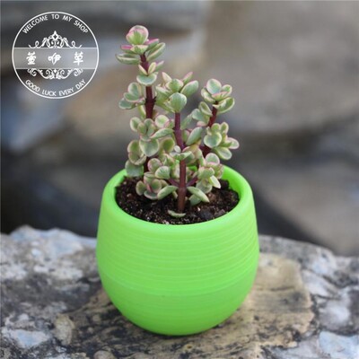 Színes mini cserepes cserep irodai dekorációhoz Virágtartó cserepek beltéri kertben zamatos kis ültetőgép irodai dekorációhoz