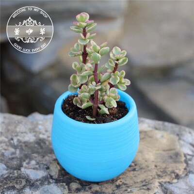 Színes mini cserepes cserep irodai dekorációhoz Virágtartó cserepek beltéri kertben zamatos kis ültetőgép irodai dekorációhoz