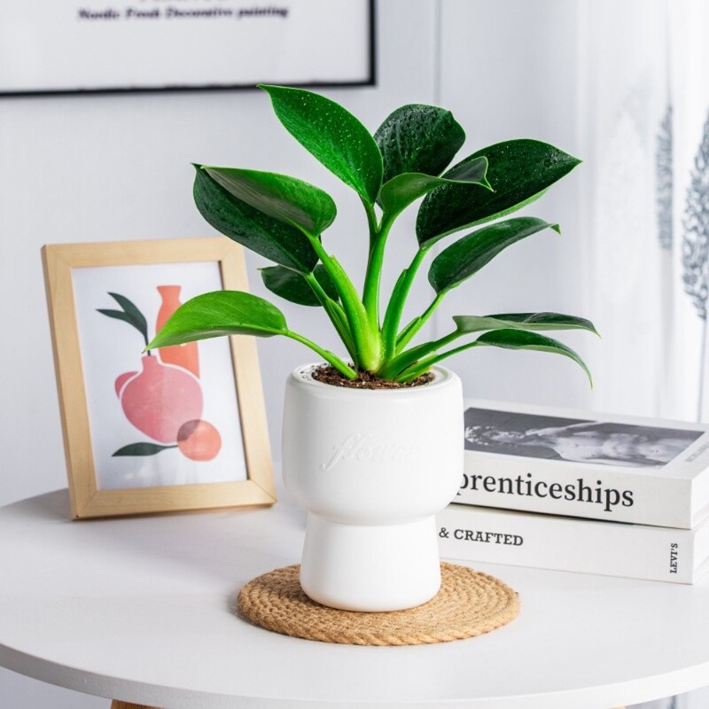 Lengvas prabangus savaime laistomas hidroponinis augalų vazonas, plastikinis, išimamas mini sultingas vazonas ant stalo