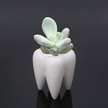 2024 New Tooth Shape Κεραμική γλάστρα Green Jucculent Planter Διακόσμηση δοχείου κάκτου