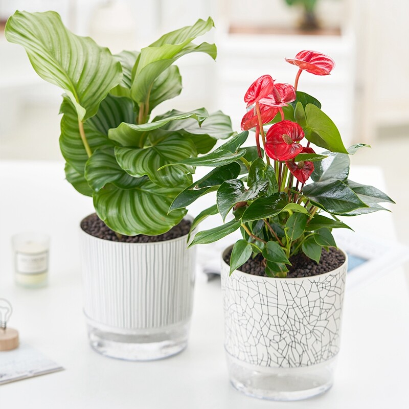 Samozalijevajući lonac za cvijeće Lazy Automatic Hydroponics Biljni lonac Pamučni konop za zalijevanje Sukulentne žardinjere za saksije Dekoracija kućnog ureda