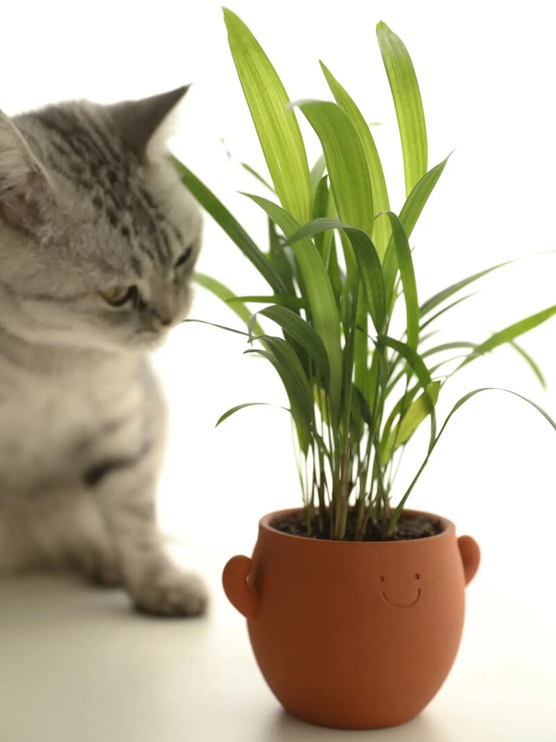 Plin de putere Vasă minunată în ghiveci Ghiveci cu o singură priză respirabilă Ghiveci permeabil din lut roșu își schimbă culoarea când apa