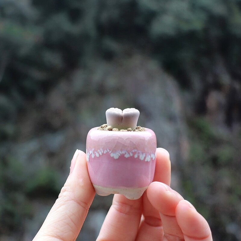 10 vnt Mini keramikos vazonas Mini Lithops Kaktusas Sultingas Augalas Nykštis Vazonas Namų sode Bonsai Vazoninis vazonas Sodinimas