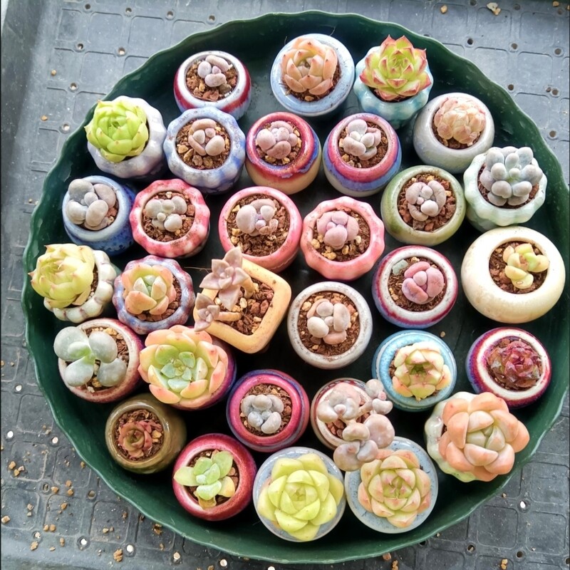 10 vnt Mini keramikos vazonas Mini Lithops Kaktusas Sultingas Augalas Nykštis Vazonas Namų sode Bonsai Vazoninis vazonas Sodinimas