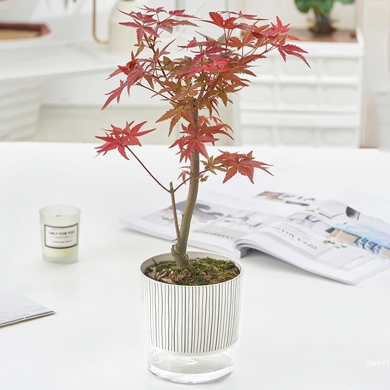 Savaime sugeriantis vazonas plastikinis hidroponinis tingus gėlių vazonas, sutirštintas vandens laikymo vazonas, stalinis vazoninis vazonas Namų dekoras