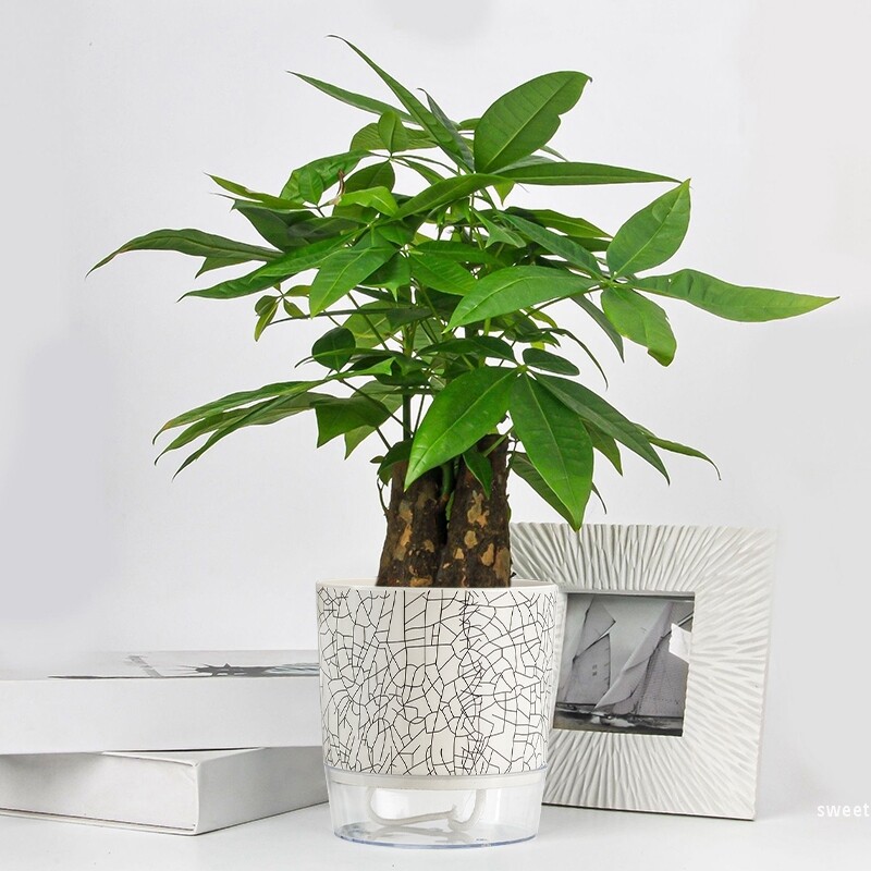 Savaime sugeriantis vazonas plastikinis hidroponinis tingus gėlių vazonas, sutirštintas vandens laikymo vazonas, stalinis vazoninis vazonas Namų dekoras