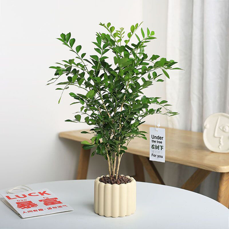 INS Keraminis gėlių vazonas Šiaurės šalių gėlių vazos kambariniams sultingiems augalams vazonuose darbastalio papuošalai Kavinės Svetainių dekoravimas