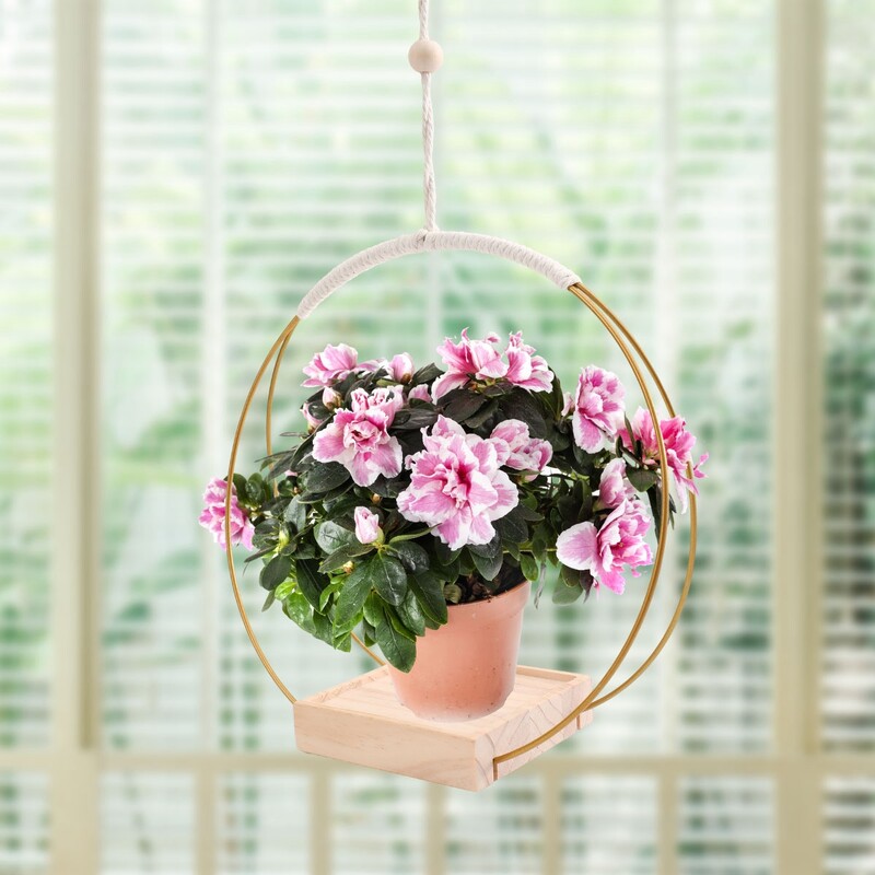 Medinė pakabinama gėlių vazonų lentyna su viduje esančiais kabančiais gėlių vazonais Balkono dekoravimo augalai Svetainės lentyna pakabinamas krepšelio pagrindas