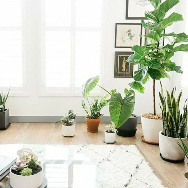 10 vnt Gėlių vazono kilimėlis Sodo augalų lėkštė Lašėjimo padėklas Apvalus vazono pagrindas Skaidrus užkandžių konteineris Užkandžių konteineris Stalinis šiukšlių laikiklis