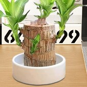 Plante în ghiveci din lemn brazilian Suport tavă din plastic Decor de birou din lemn brazilian Ghiveci special pentru flori Tavă ABS Tavă inferioară