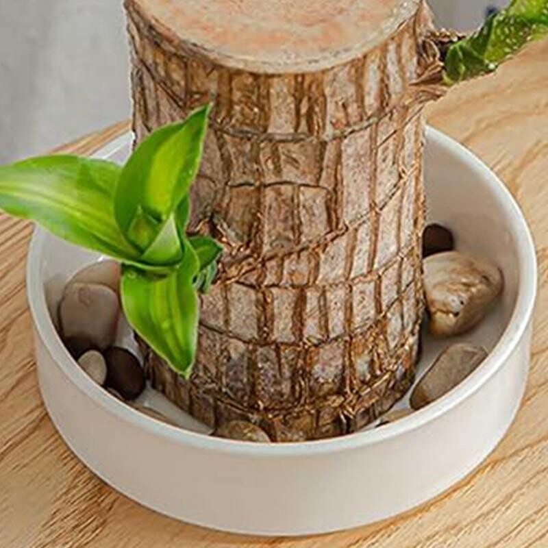 Plante în ghiveci din lemn brazilian Suport tavă din plastic Decor de birou din lemn brazilian Ghiveci special pentru flori Tavă ABS Tavă inferioară