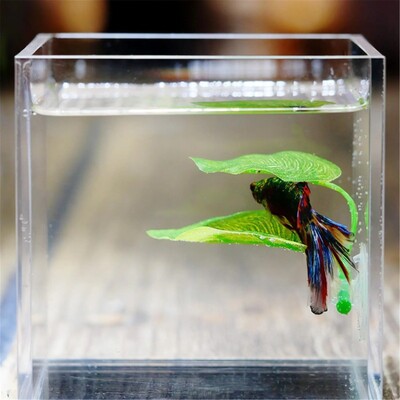 Betta Fish Rest Akvarij Listovi Biljke Dekoracija Mrijest Ukrasna biljka Betta Fish Igra Sakrij Lišće Viseća mreža