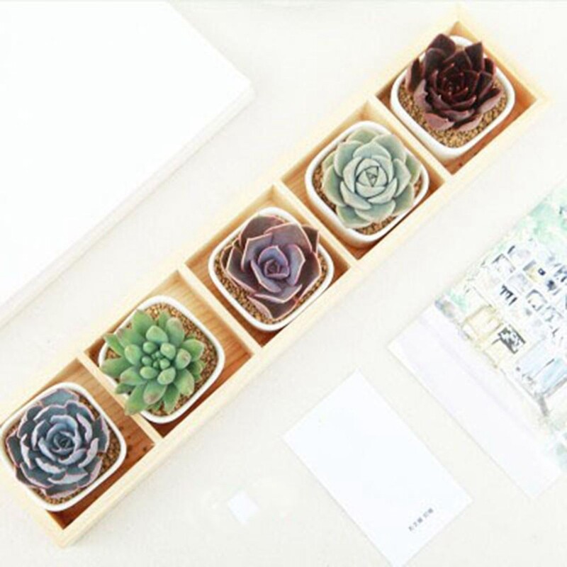 Mėsingos gėlės, geležies keramika, vazonas, medinė dėžutė, sultingas augalas, gėlių vazonų stovas, vazonas bonsai