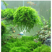 5cm Aquarium Fish Tank Media Minge de mușchi Filtru Filtru Filtru Decor Home Decor Natură Sea Plant