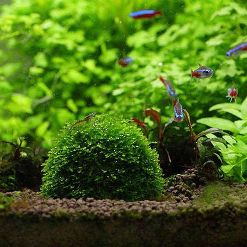 5cm Aquarium Fish Tank Media Minge de mușchi Filtru Filtru Filtru Decor Home Decor Natură Sea Plant