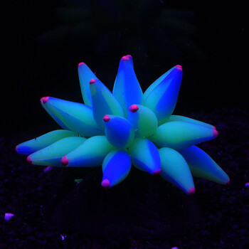 Fluorescent Bubble Coral Luminescence Effect Succulent Coral Fish Tank Aquarium Underwater World Plant διακοσμητικά αξεσουάρ