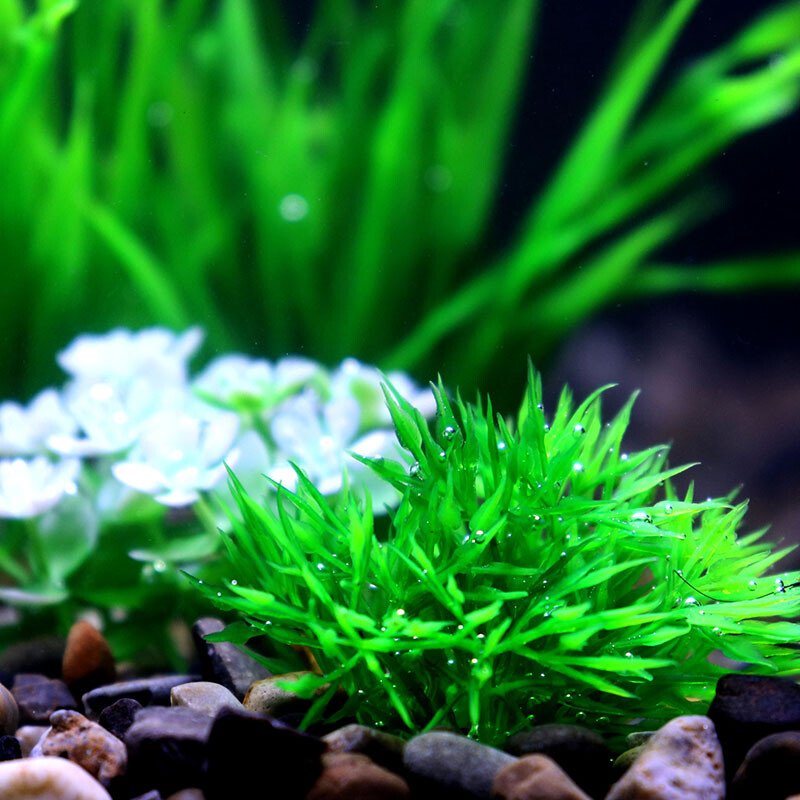 Veealune akvaarium Kunstlik veetaim Akvaarium Roheline Maailm Dekoratsioon Plastist taimed Muru umbrohud Ornament Kauss Dekoratiivne