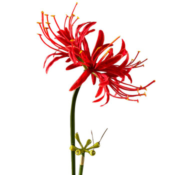 Τεχνητά λουλούδια Red Spider Lilies Silk Flowers Υπαίθρια ψεύτικα φυτά Πράσινο Διακόσμηση κήπου σπιτιού Higanbana Lycoris Bulbs