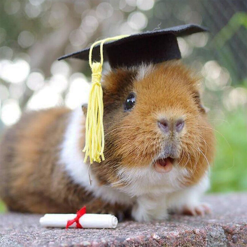 10db Mini ballagási sapka doktori sapka bojttal Cupcake palack tetejű dekor Ballagási parti Virágok torta ajándék dekoráció