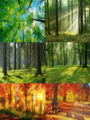 Tavaszi zöld erdő téma Születésnapi buli Babazuhany Kaland Kemping szoba Fali fotózás Vinyl háttér Dekorációs kellékek