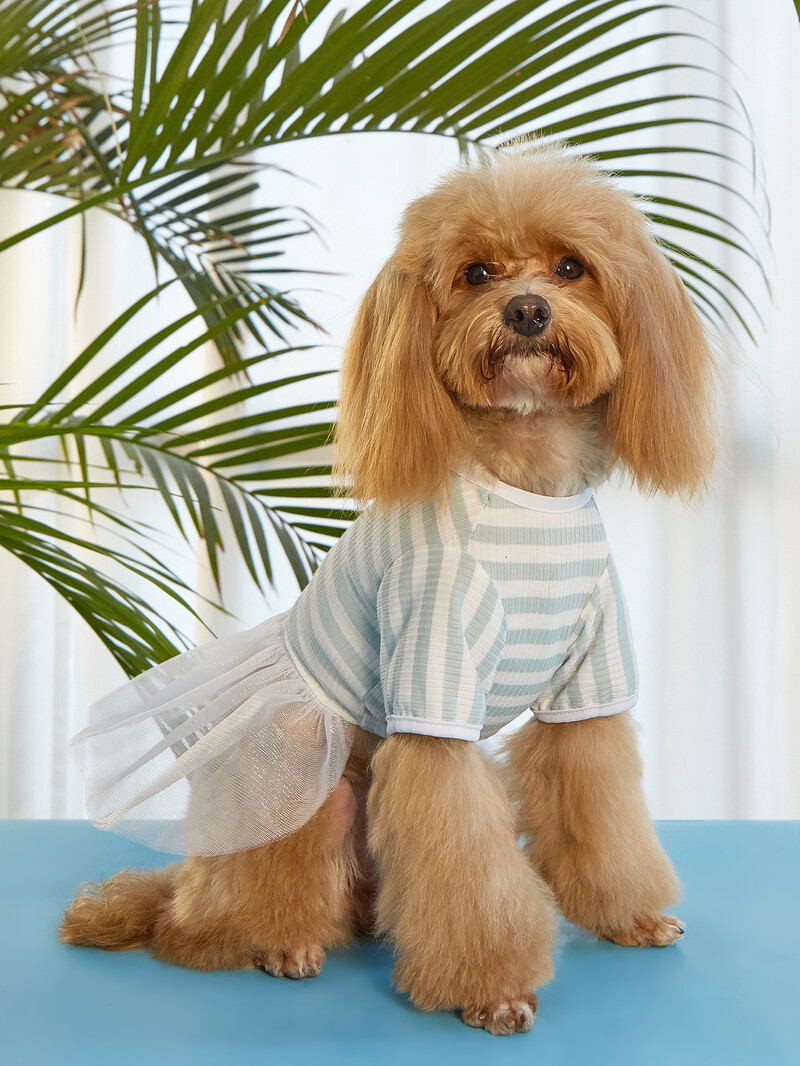 Suknelė šuniui Vasarinis dryžuotas sijonas šuniui Suknelė šuniukui Suknelė katei Suknelė naminiams gyvūnėliams Pavasarinė ir vasarinė sijonas augintinio stiliaus katė