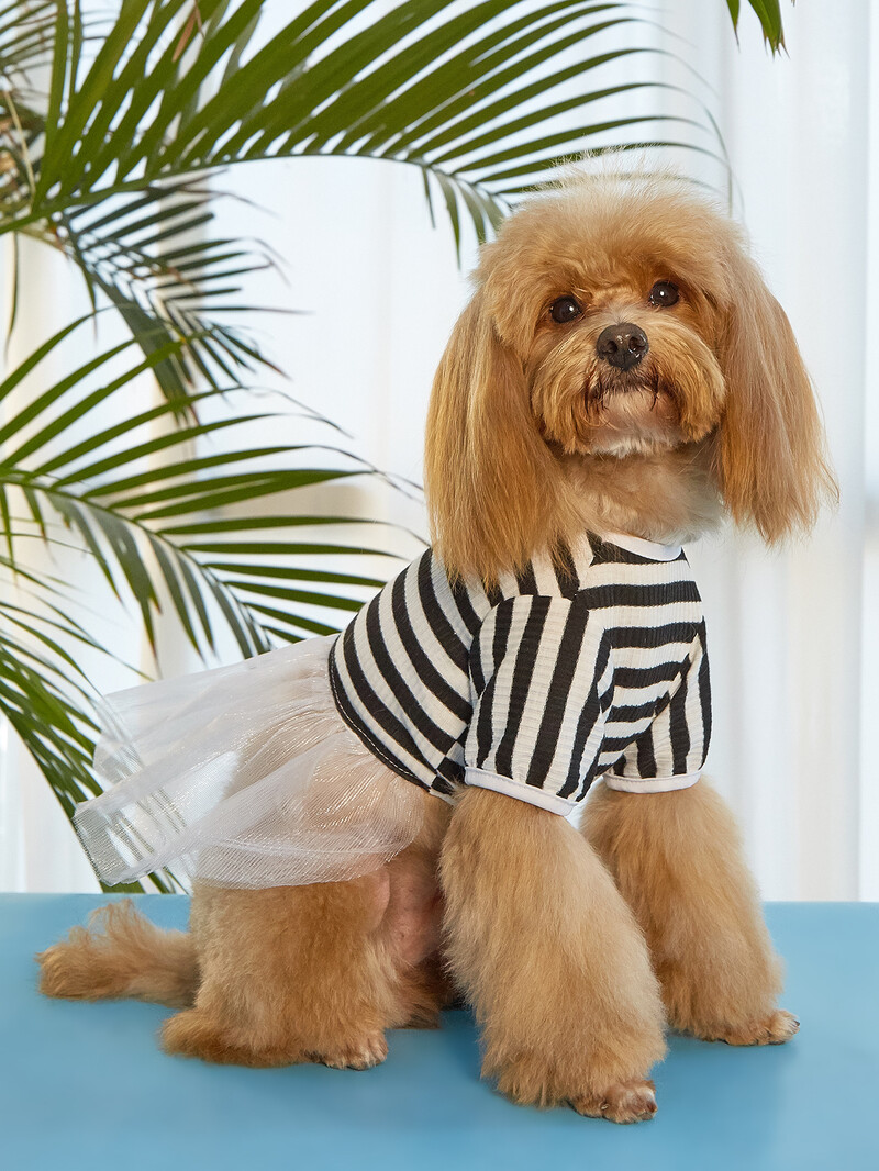 Suknelė šuniui Vasarinis dryžuotas sijonas šuniui Suknelė šuniukui Suknelė katei Suknelė naminiams gyvūnėliams Pavasarinė ir vasarinė sijonas augintinio stiliaus katė