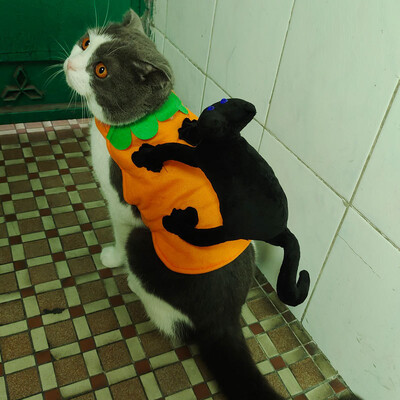 Haine pentru animale de companie de Halloween Haine pentru câini Haine pentru pisici Haine drăguț și amuzant Haine amuzante pentru pisică Haine pentru câini în picioare Costum pentru animale de companie