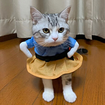 Haine pentru animale de companie de Halloween Haine pentru câini Haine pentru pisici Haine drăguț și amuzant Haine amuzante pentru pisică Haine pentru câini în picioare Costum pentru animale de companie