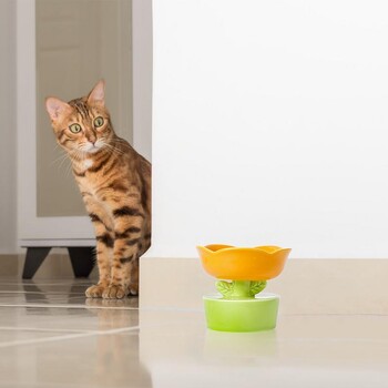 Μπολ Raised Dog Food Cat Creative Food Water Feeder σε σχήμα λουλουδιού Κεραμικά μπολ νερού Αξεσουάρ για κατοικίδια για γατάκια Προϊόντα για κατοικίδια