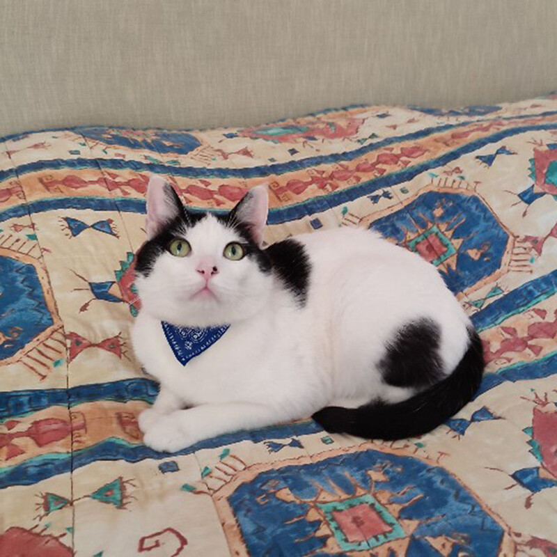 Guler pentru pisici Dimensiune minunată reglabilă pentru câine, pisică, cravată pentru animale de companie, cravată triunghiulară, eșarfă, bandană pentru câine, cu piele PU, produs pentru animale de companie