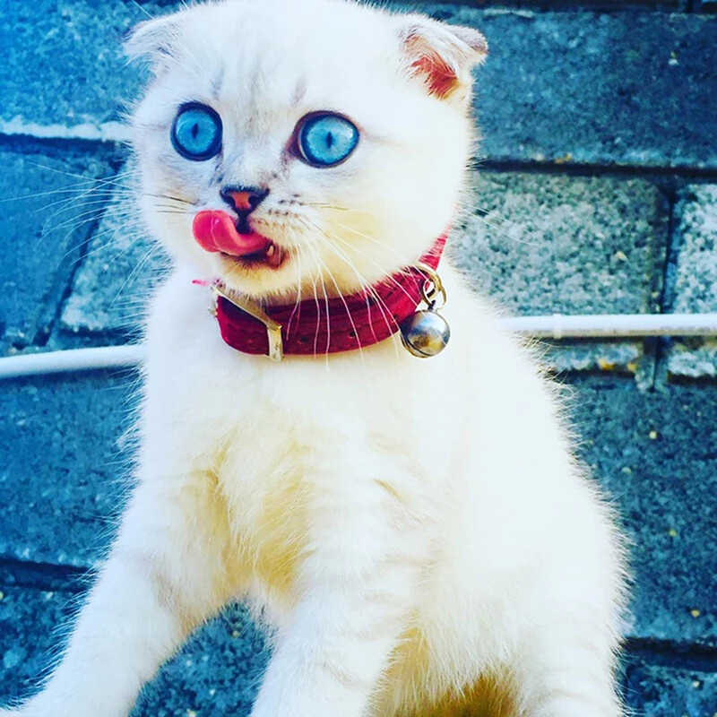 Farmecul inimii și clopot Guler pentru pisici Elastic de siguranță Ajustabil cu material catifelat moale 8 culori Produs pentru animale de companie Guler pentru câini mici