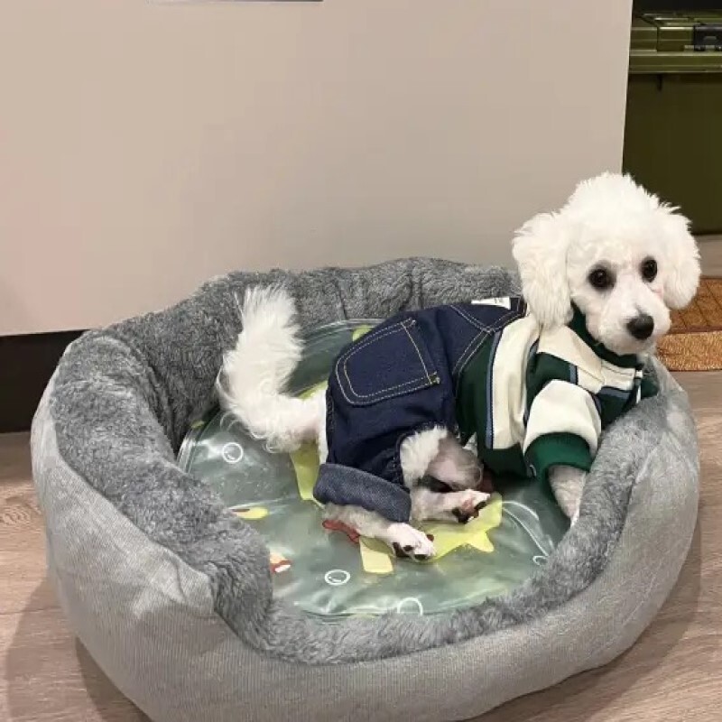 Labai minkštas šiltas šunų lovas naminių gyvūnėlių krepšelis kačių namas sofa vidutinio dydžio šuniui sofa-lova pagalvėlė šunų lova Namo reikmenys naminiams gyvūnėliams